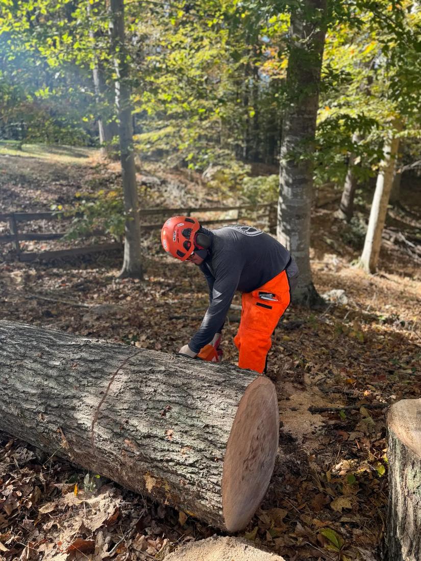 Tree Removal Boise crew member bucking a felled log on a job site