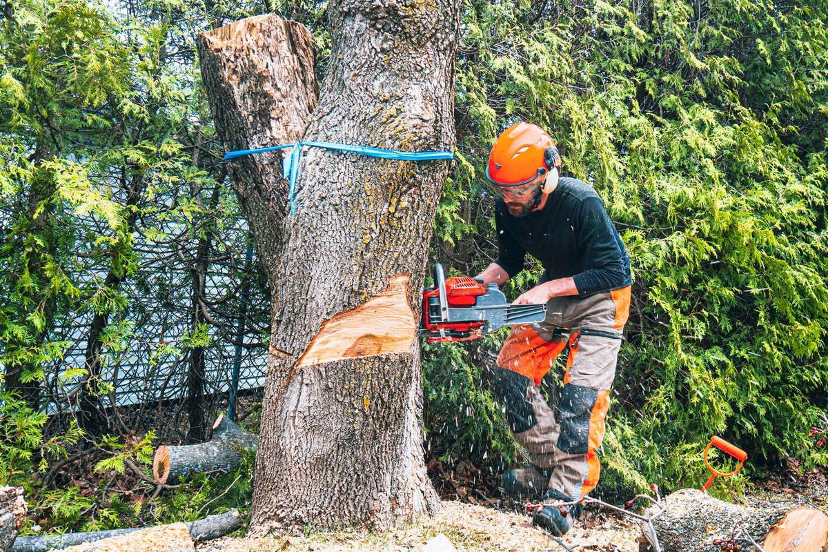 Tree Removal Boise crew member cutting down a hazard tree in a Boise backyard